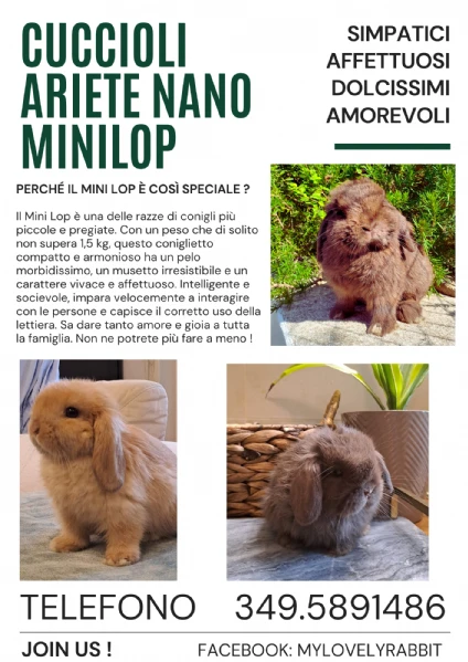 cuccioli stupendi ariete nano monocolor minilop 100%