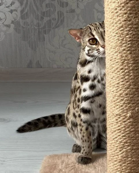 gattino ocelot disponibile per la vendita | Foto 6