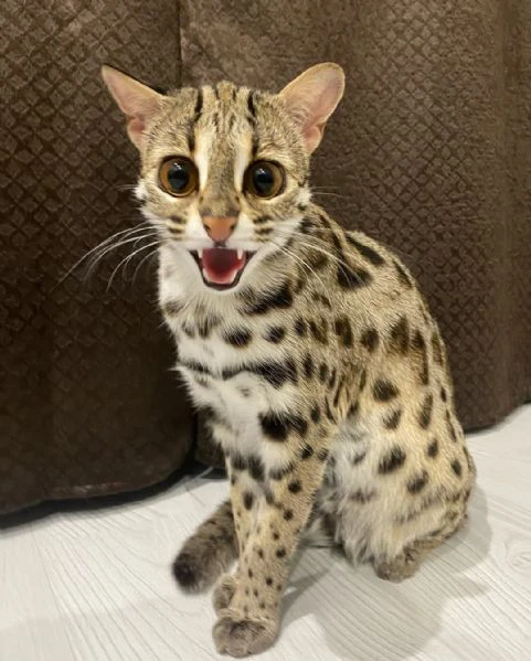 gattino ocelot disponibile per la vendita | Foto 5