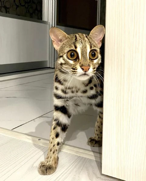 gattino ocelot disponibile per la vendita | Foto 4