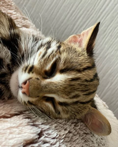 gattino ocelot disponibile per la vendita | Foto 3