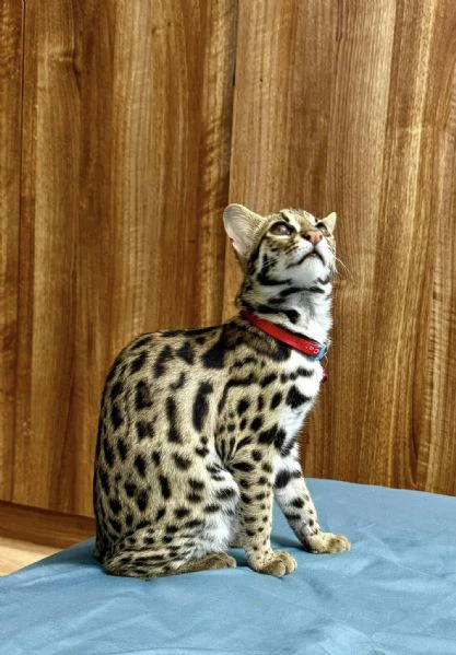 gattino ocelot disponibile per la vendita | Foto 2