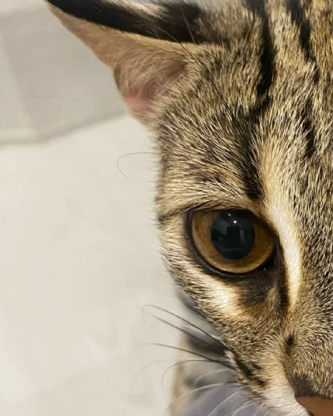 gattino ocelot disponibile per la vendita | Foto 1