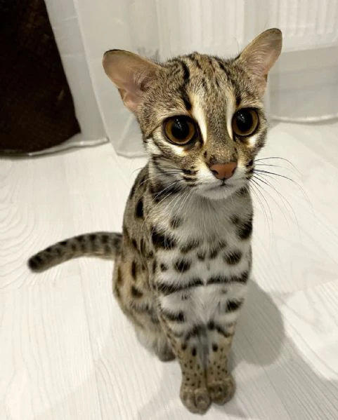 gattino ocelot disponibile per la vendita | Foto 0