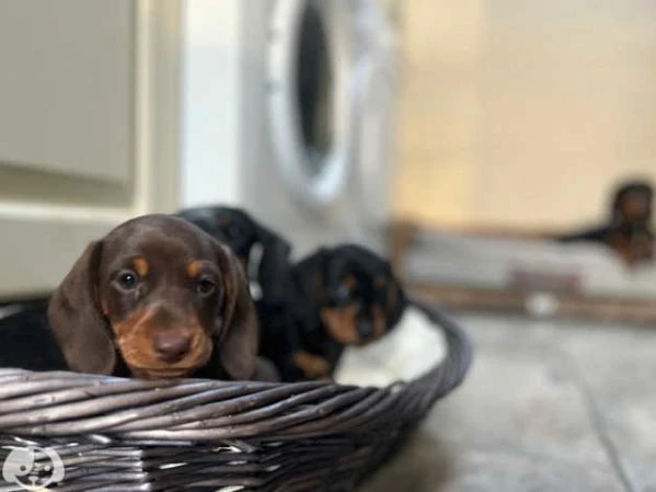 bellissimi cuccioli di bassotto | Foto 5