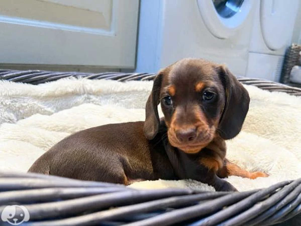 bellissimi cuccioli di bassotto