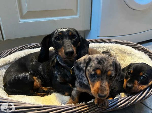 bellissimi cuccioli di bassotto | Foto 3