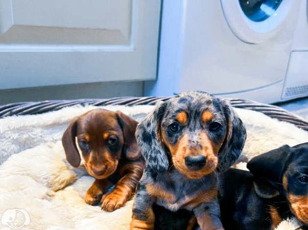 bellissimi cuccioli di bassotto | Foto 2