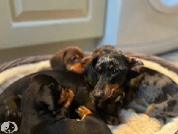bellissimi cuccioli di bassotto | Foto 1