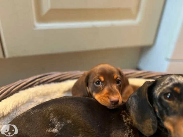 bellissimi cuccioli di bassotto | Foto 0