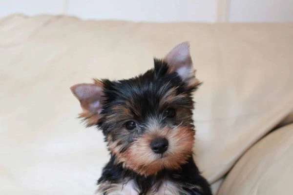 cuccioli di yorkshire terrier m/f
