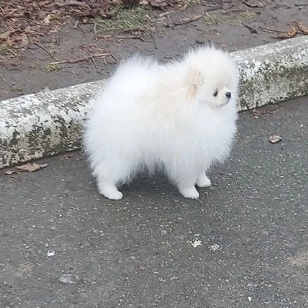 vendo cuccioli di razza pura pomerania spitz boo | Foto 3