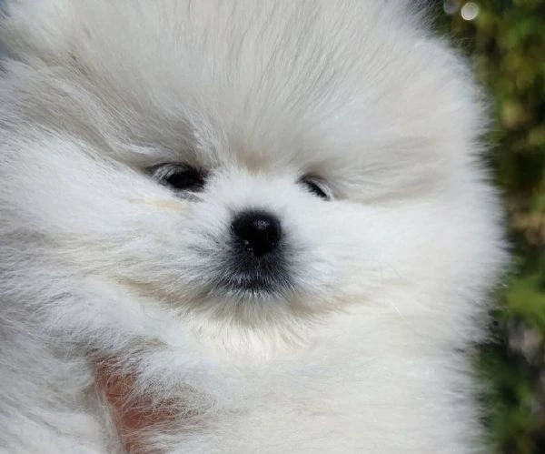 vendo cuccioli di razza pura pomerania spitz boo | Foto 2