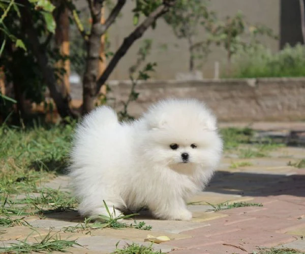 vendo cuccioli di razza pura pomerania spitz boo | Foto 1