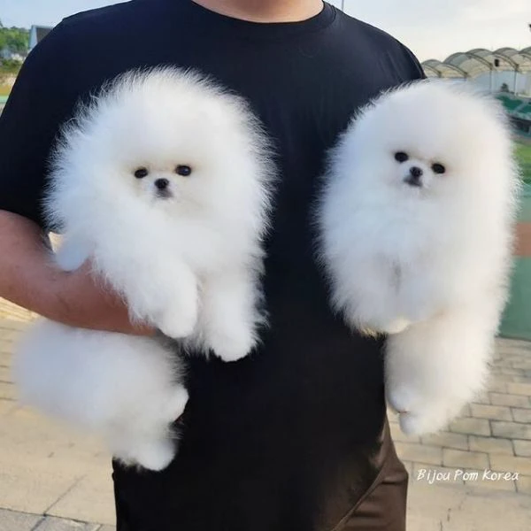 vendo cuccioli di razza pura pomerania spitz boo | Foto 0