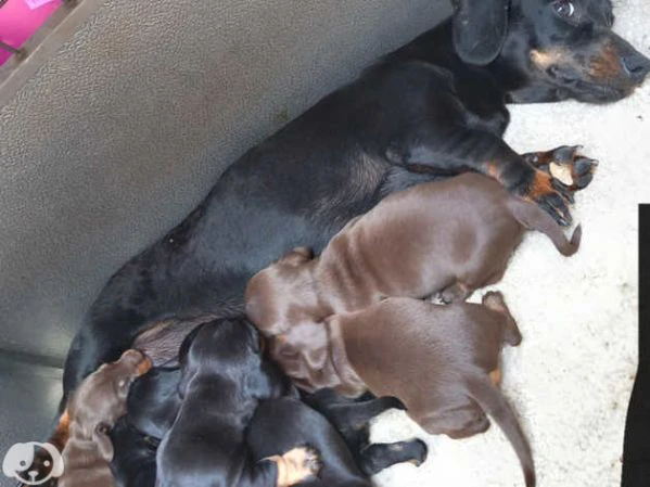 splendidi cuccioli di bassotto | Foto 3