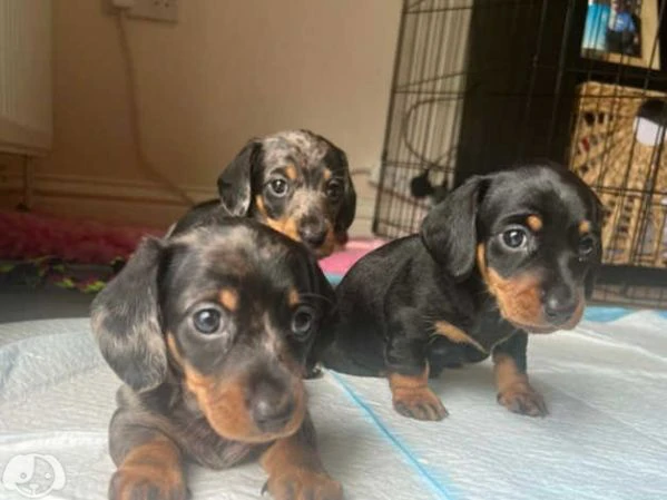 splendidi cuccioli di bassotto | Foto 2