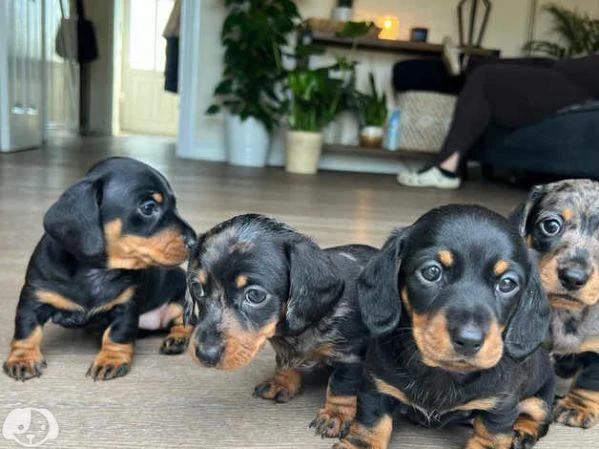 splendidi cuccioli di bassotto