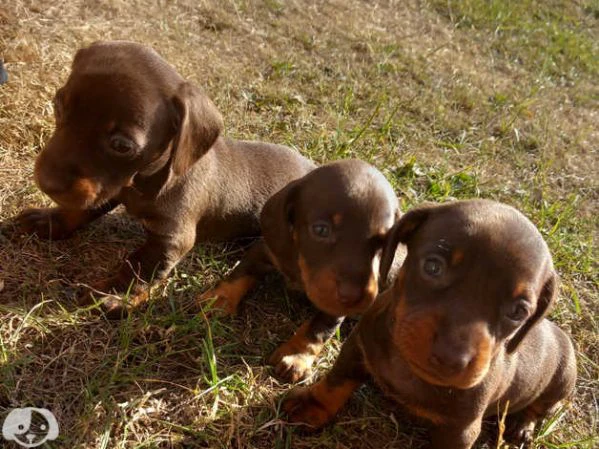 splendidi cuccioli di bassotto | Foto 1