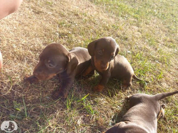 splendidi cuccioli di bassotto | Foto 0
