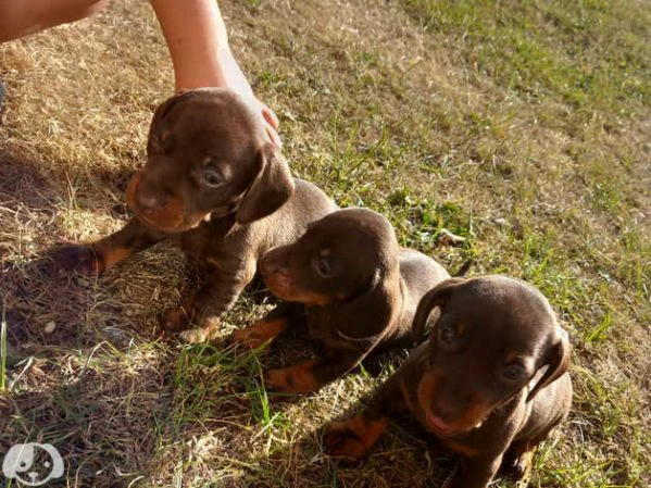 cuccioli di bassotto | Foto 4
