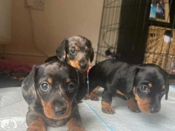 cuccioli di bassotto | Foto 0