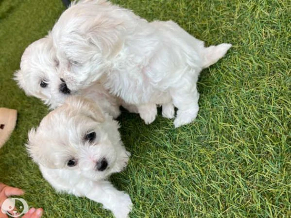 maltese toy 