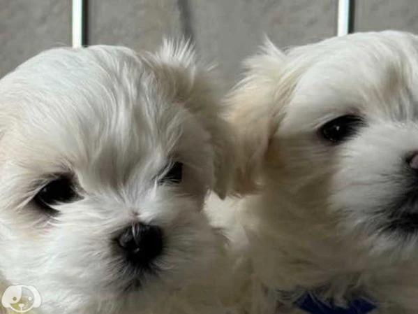 maltese toy  | Foto 4