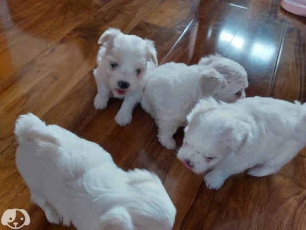 maltese toy  | Foto 0