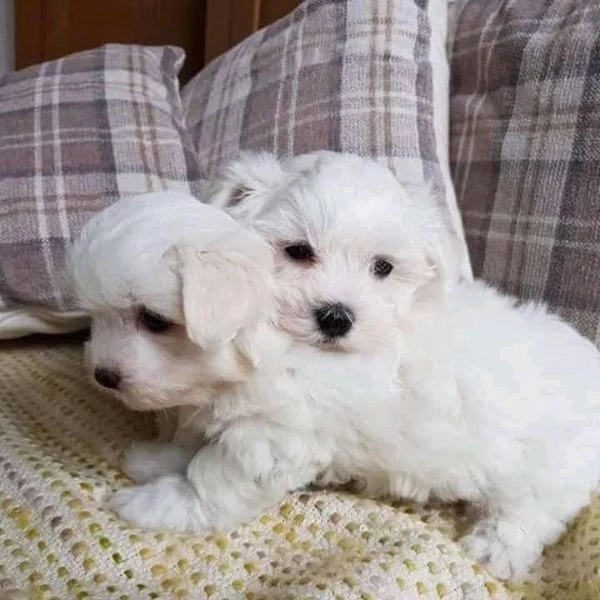 maltese molto dolce | Foto 5