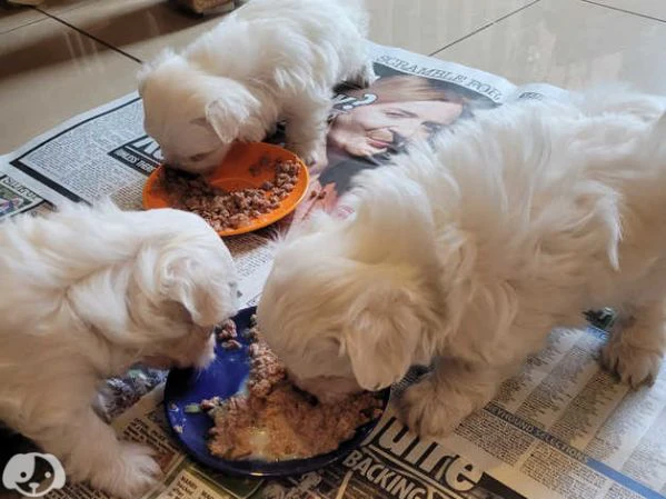 maltese molto dolce | Foto 2