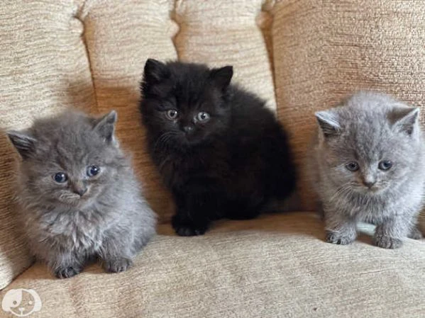gatti british shorthair