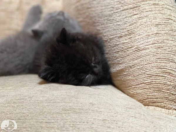gatti british shorthair | Foto 0