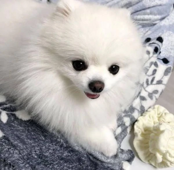 bellissimo cucciolo di pomerania | Foto 1