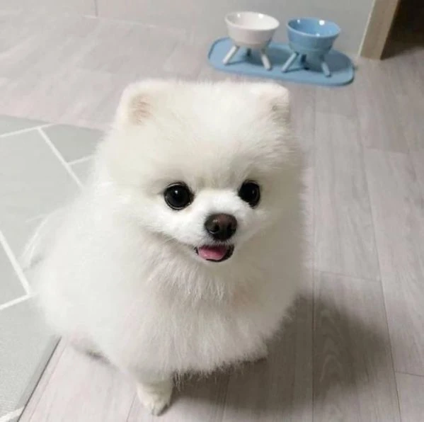 bellissimo cucciolo di pomerania | Foto 0