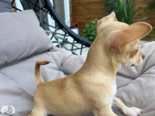 femmina chihuahua | Foto 2