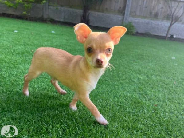 femmina chihuahua