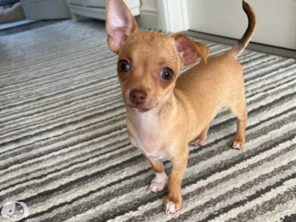 femmina chihuahua | Foto 1