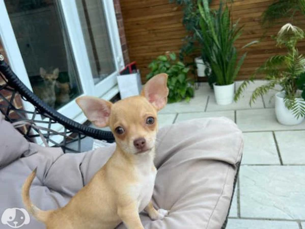 femmina chihuahua | Foto 0