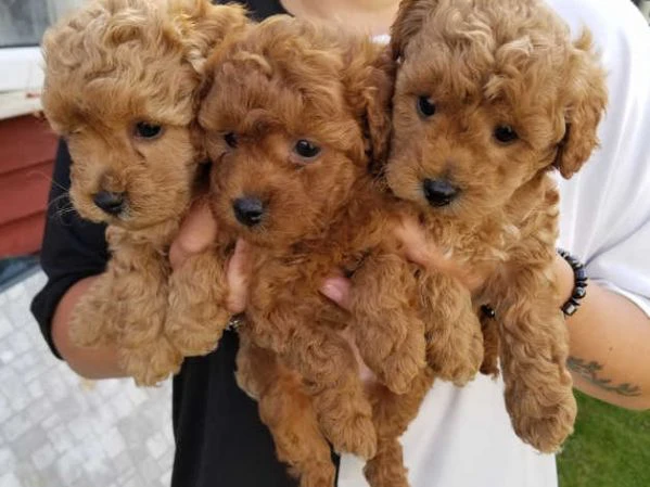 disponibili cuccioli di barboncino toy | Foto 3