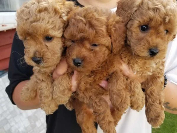 disponibili cuccioli di barboncino toy | Foto 2