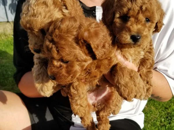 disponibili cuccioli di barboncino toy | Foto 1