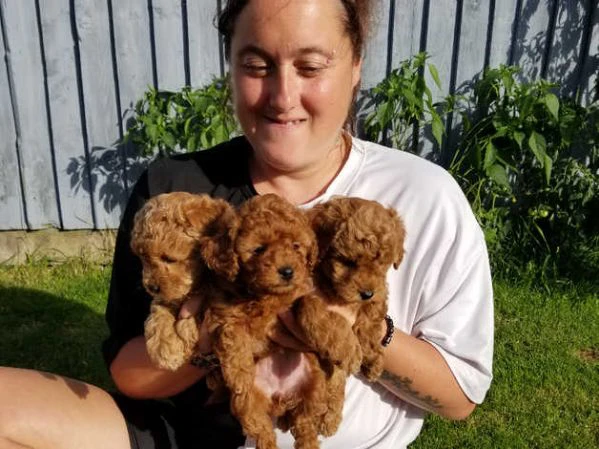 disponibili cuccioli di barboncino toy