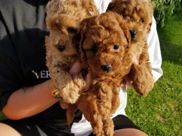 disponibili cuccioli di barboncino toy | Foto 0