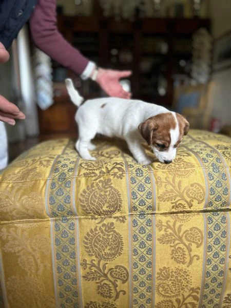 due bellissime cucciole jack russell roi | Foto 2