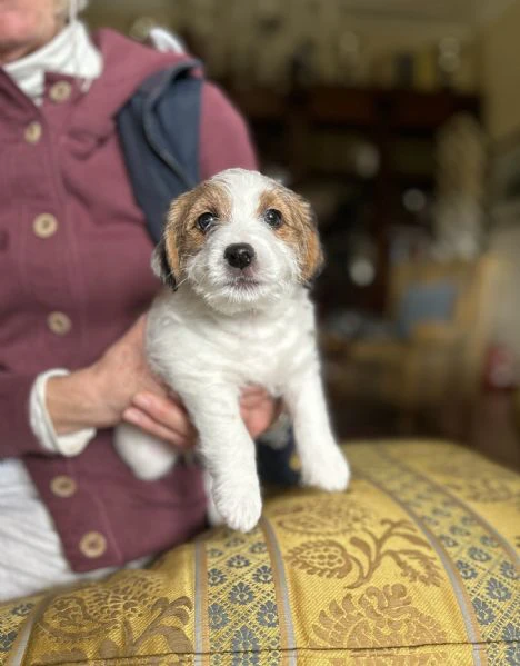 due bellissime cucciole jack russell roi | Foto 1