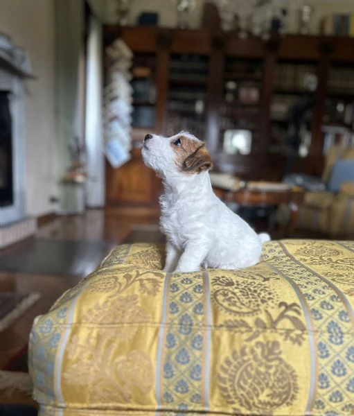 due bellissime cucciole jack russell roi | Foto 0