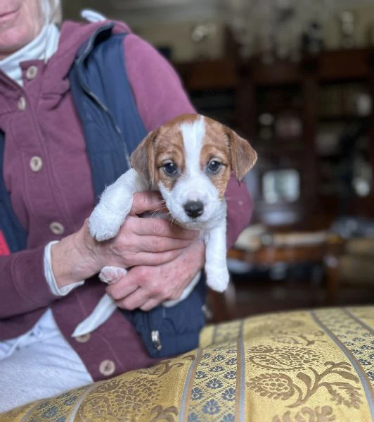due bellissime cucciole jack russell roi