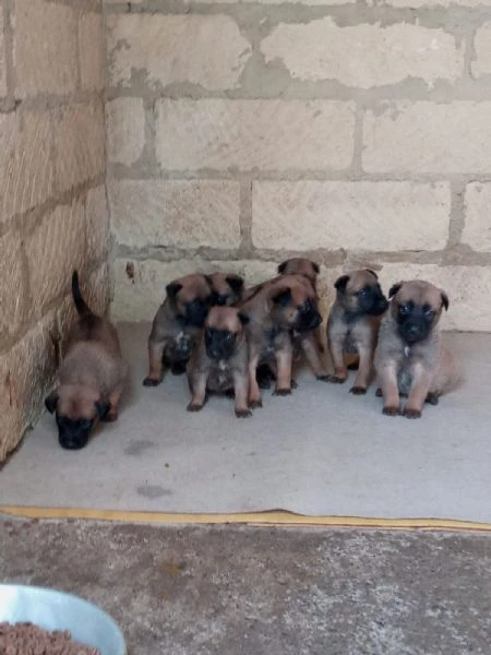 malinois cuccioli
