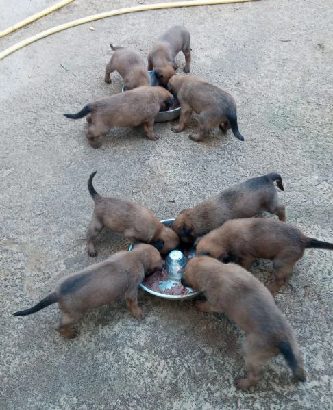 malinois cuccioli | Foto 1